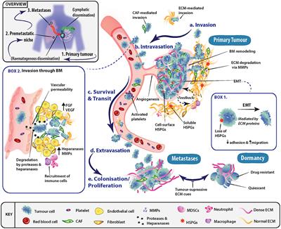 Cancer Metastasis: The Role of the Extracellular Matrix and the Heparan Sulfate Proteoglycan Perlecan